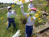 オオキンケイギク引き抜き大作戦